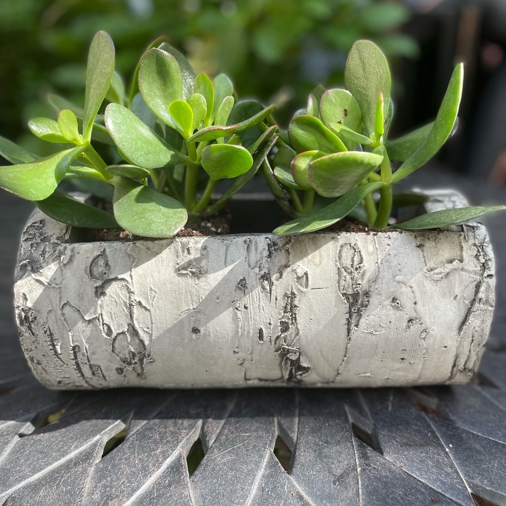 Wood-log plant box